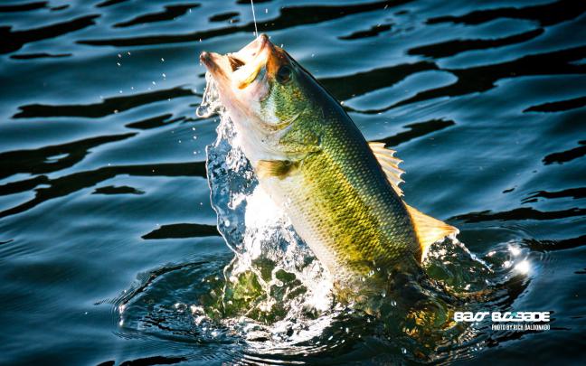 Fish Desktop Wallpaper (62+ images)