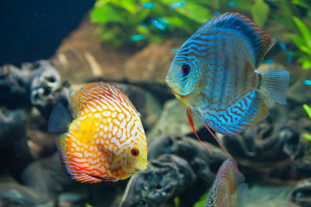 animals, Fish Wallpapers HD \/ Desktop and Mobile Backgrounds