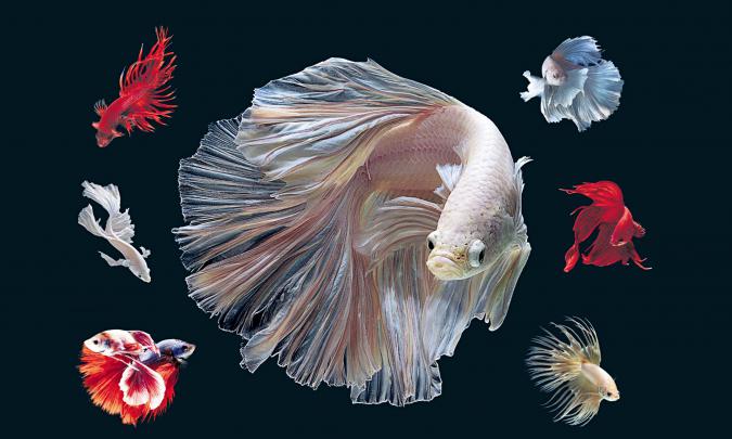 Betta Fish Wallpapers HD