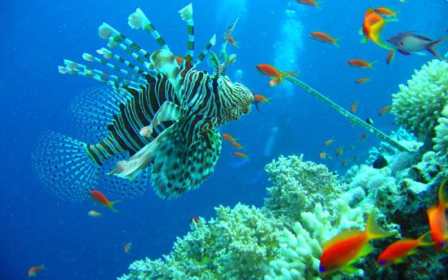 fish, Fishes, Underwater, Ocean, Sea, Sealife, Nature Wallpapers HD 