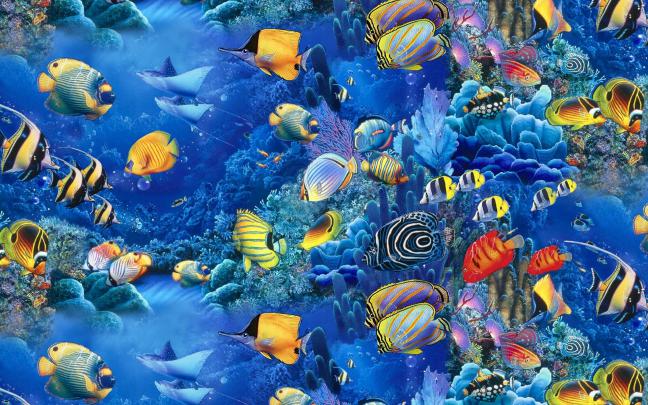 Fish Wallpaper Desktop Windows #10731 Wallpaper | WallDiskPaper