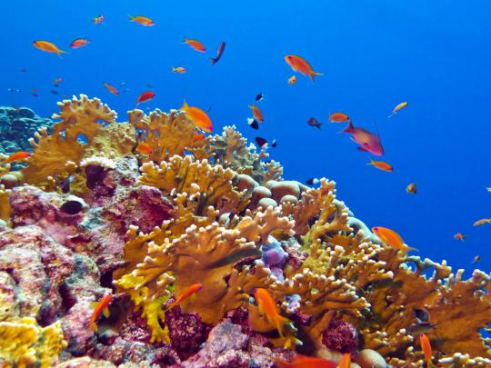 Underwater World Red Fish Corals Desktop Backgrounds Hd