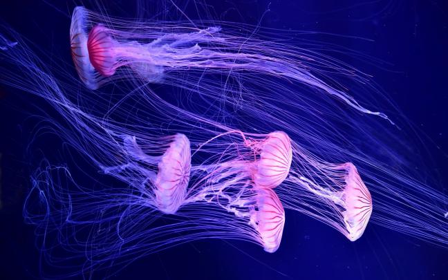 Deep Sea Desktop Wallpaper (67+ images)