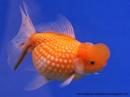 Beautiful Fish Wallpapers For Desktop | HD Car Wallpapers