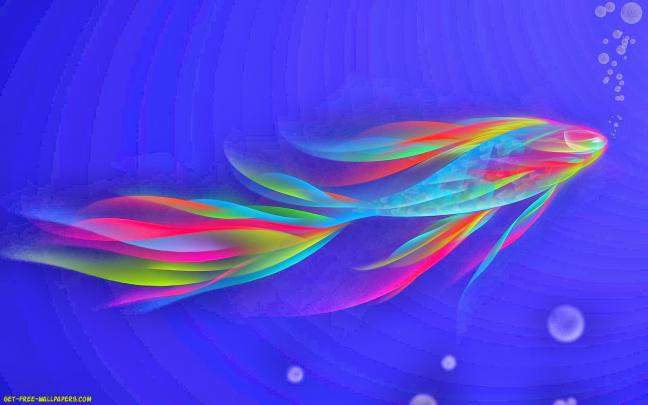 rainbowfish, Tropical, Fish Wallpapers HD \/ Desktop and Mobile Backgrounds