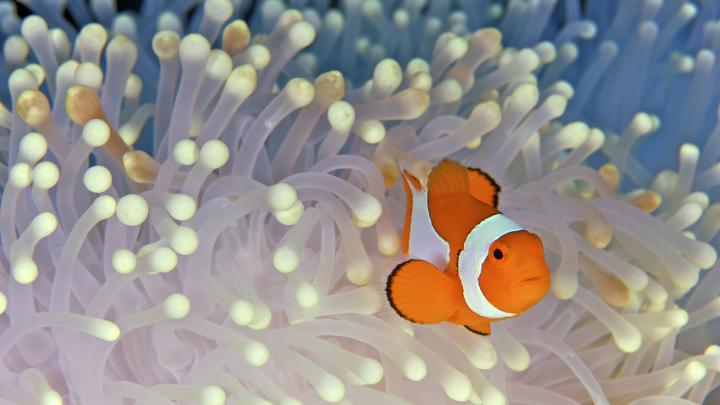 Clown Fish Wallpapers