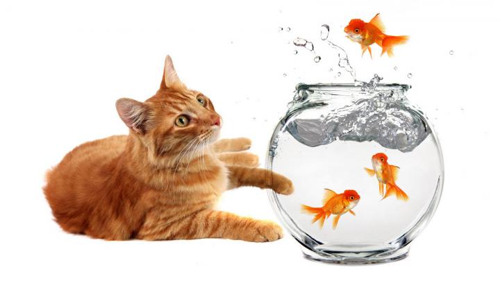New HD Wallpapers: Beautiful Fish Widescreen Desktop Wallpapers | Ocean 