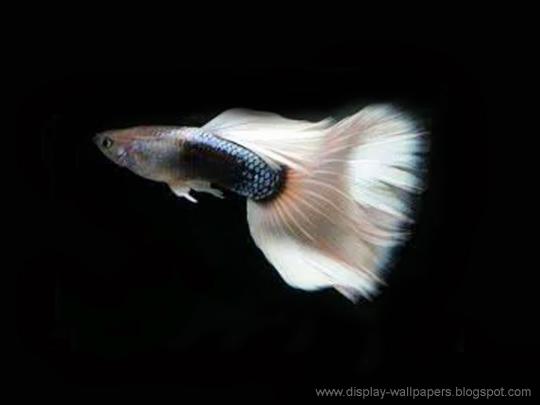 Beautiful Fish Wallpapers For Desktop | HD Car Wallpapers