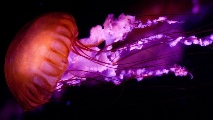 jelly fish image - HD Desktop Wallpapers