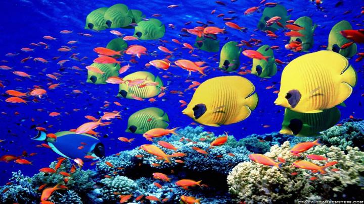 Fish Desktop Backgrounds
