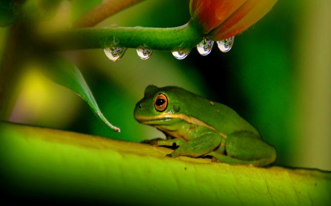Frog Desktop Wallpaper