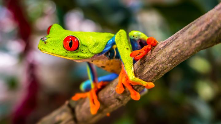 4K Awesome Wallpaper of Frog | HD Wallpapers