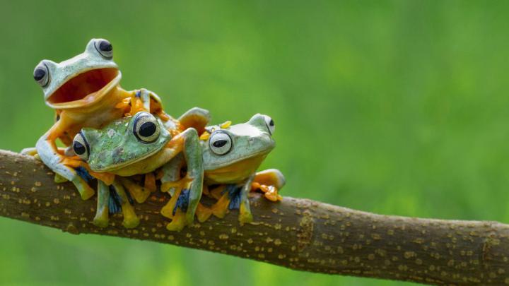nature, Frog, Amphibian, Animals Wallpapers HD \/ Desktop and Mobile 