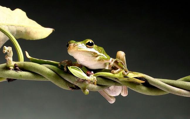 Tree Frog Wallpapers