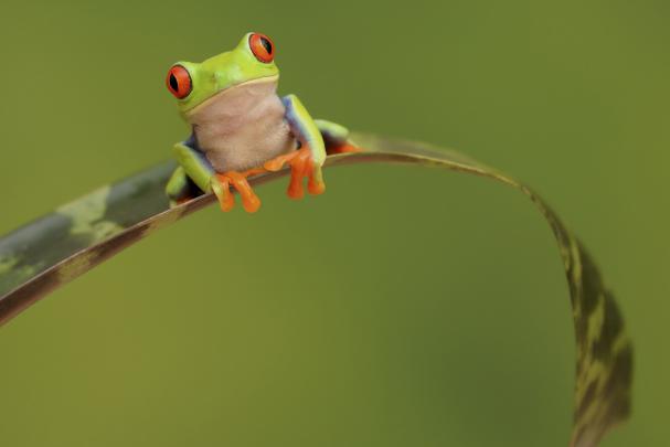 Frog HD Wallpapers