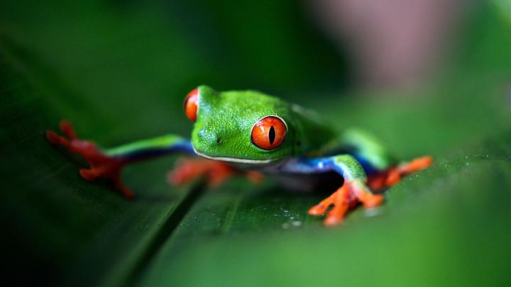 Frog Desktop Background 4K Wallpaper | HD Wallpapers
