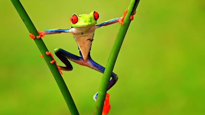 Frog Wallpaper Aesthetic Pc - Grid Desktop Wallpapers On Wallpaperdog 