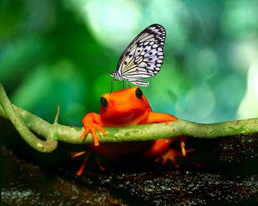 HD Wallpapers: Frog Wallpapers