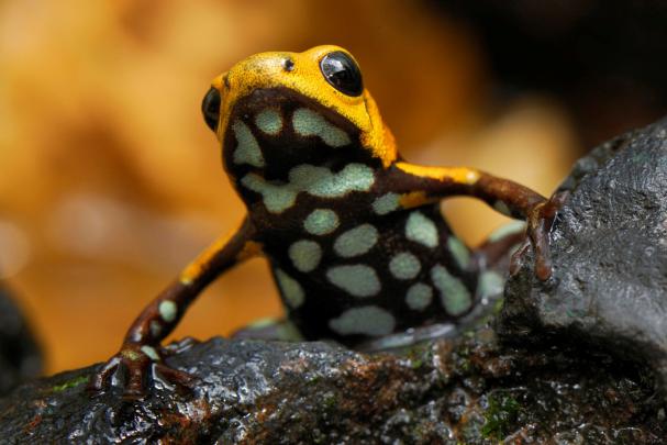 Frog Wallpaper Gallery | HD Wallpapers