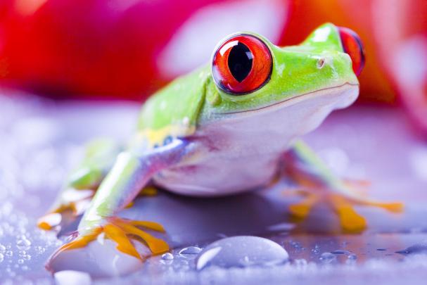Red Eyed Tree Frogs, Frog Wallpapers HD \/ Desktop and Mobile Backgrounds