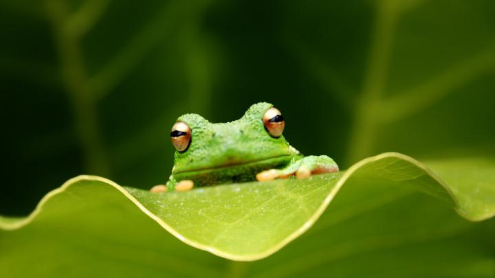 Aesthetic Frog Wallpapers