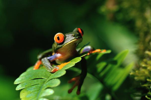 Frog HD Wallpapers