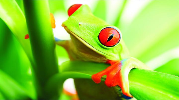 Tree Frog Wallpapers