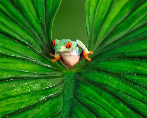 Frog wallpaper HD - beautiful desktop wallpapers 2014