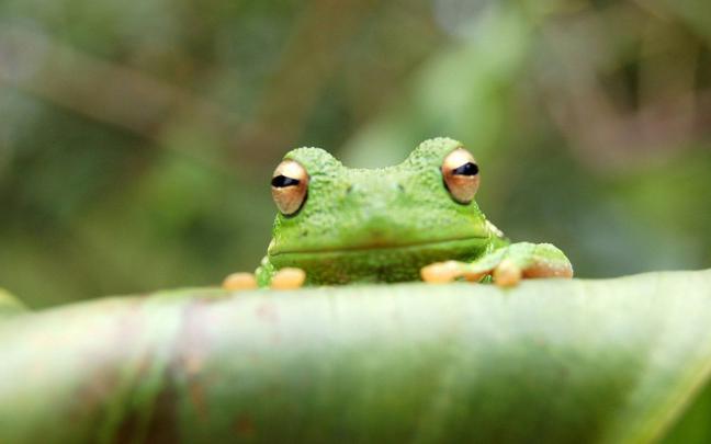 Frog Desktop Wallpaper -
