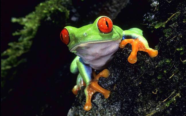 green frogs - HD Desktop Wallpapers