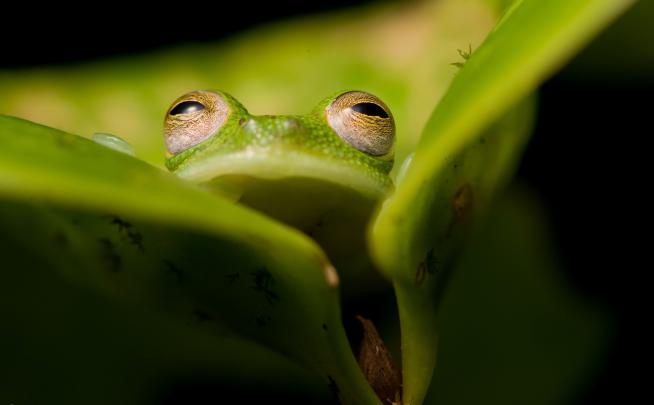 amphibian, Frog, Animals Wallpapers HD \/ Desktop and Mobile Backgrounds