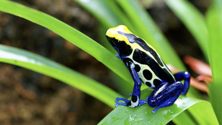 Colorful Frog Baby Sitting on Leaf | HD Wallpapers