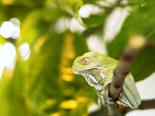 green frog wallpaper hd - HD Desktop Wallpapers
