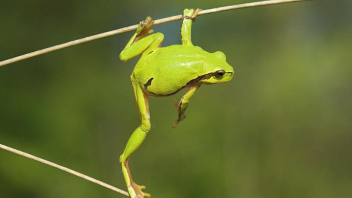 green frog wallpaper - HD Desktop Wallpapers