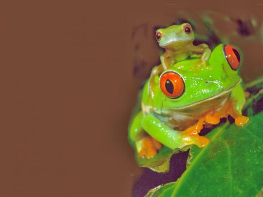 Frog wallpaper HD - beautiful desktop wallpapers 2014