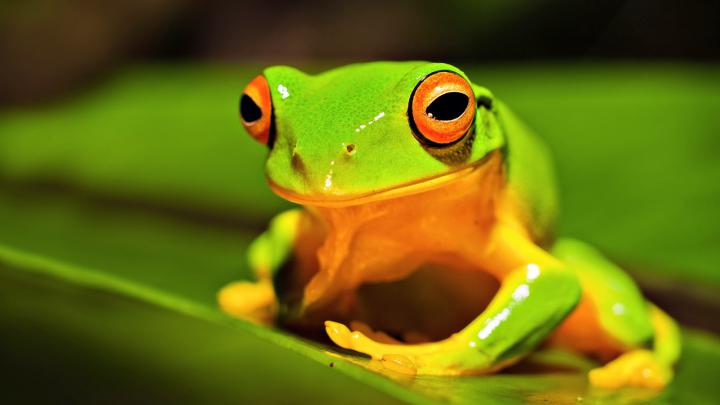 Frog wallpaper HD - beautiful desktop wallpapers 2014