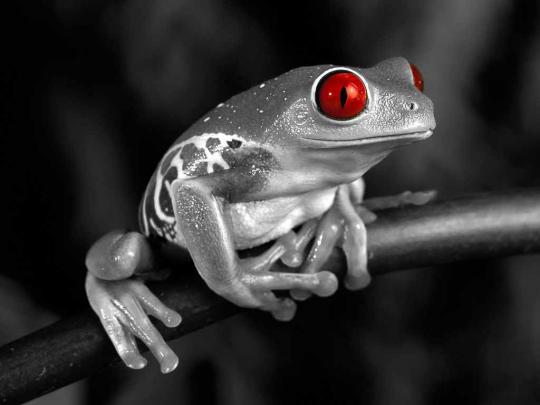 HD Wallpapers: Frog Wallpapers