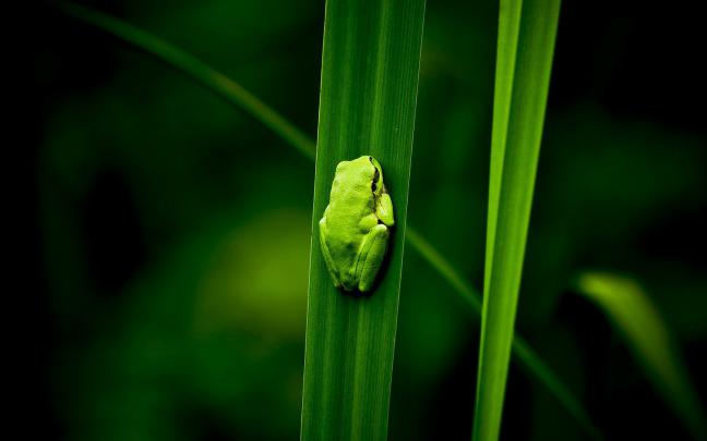 frog desktop wallpaper - HD Desktop Wallpapers