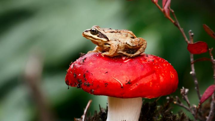 28 Excellent HD Frog Wallpapers
