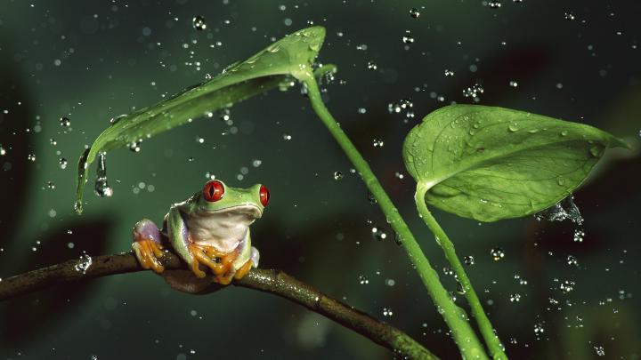 Frog During Rain Wallpaper | HD Wallpapers
