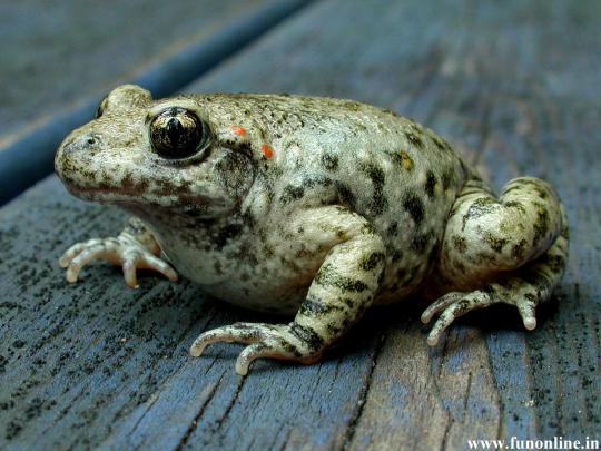 Frog Desktop Wallpaper