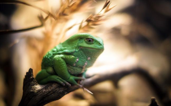 High resolution photo of frog, desktop wallpaper of nature, macro 
