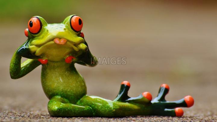 Funny Frog Wallpaper (43+ images)