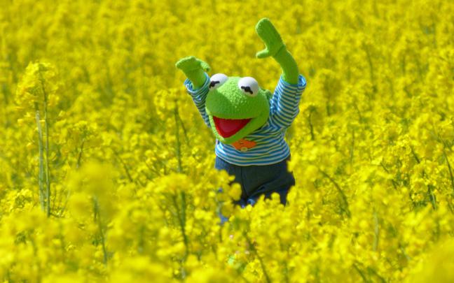 Kermit The Frog Desktop Wallpapers