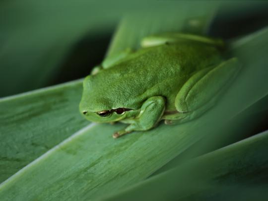 green frog photo - HD Desktop Wallpapers