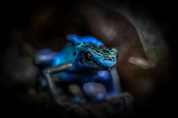Poison Dart Frog Wallpapers HD \/ Desktop and Mobile Backgrounds