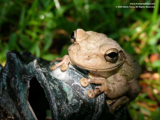 Free Frog Wallpaper (Desktop)