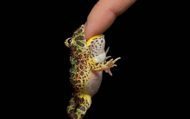 frog, Humor, Amphibian Wallpapers HD \/ Desktop and Mobile Backgrounds