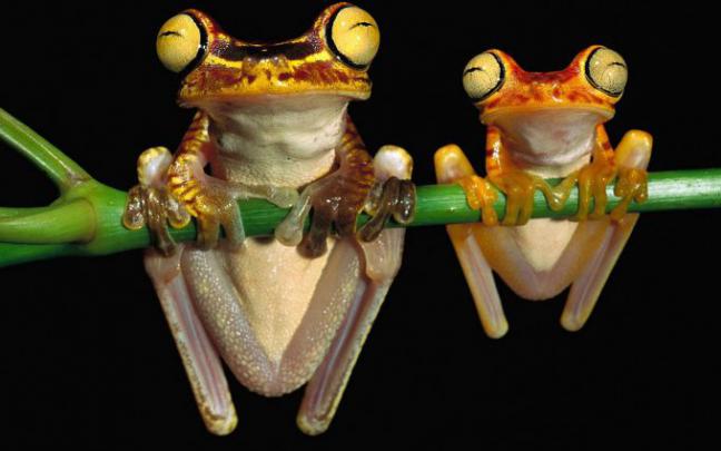 crazy frog wallpaper - HD Desktop Wallpapers