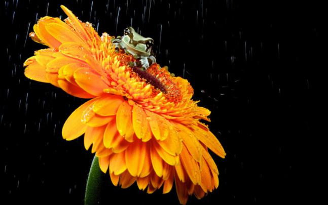 animals, Frogs, Flowers, Colors, Contrast, Water drops, Waterdrop 
